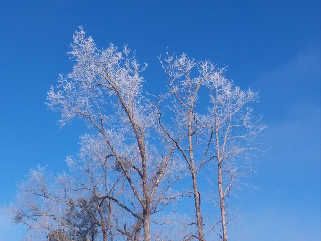 Frozen treetops.